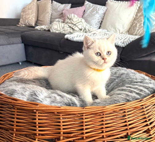 Scottish Fold cats - Advert 4