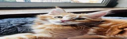 Maine Coon cats for sale: Maincoon kittens pure bred  - Advert 4