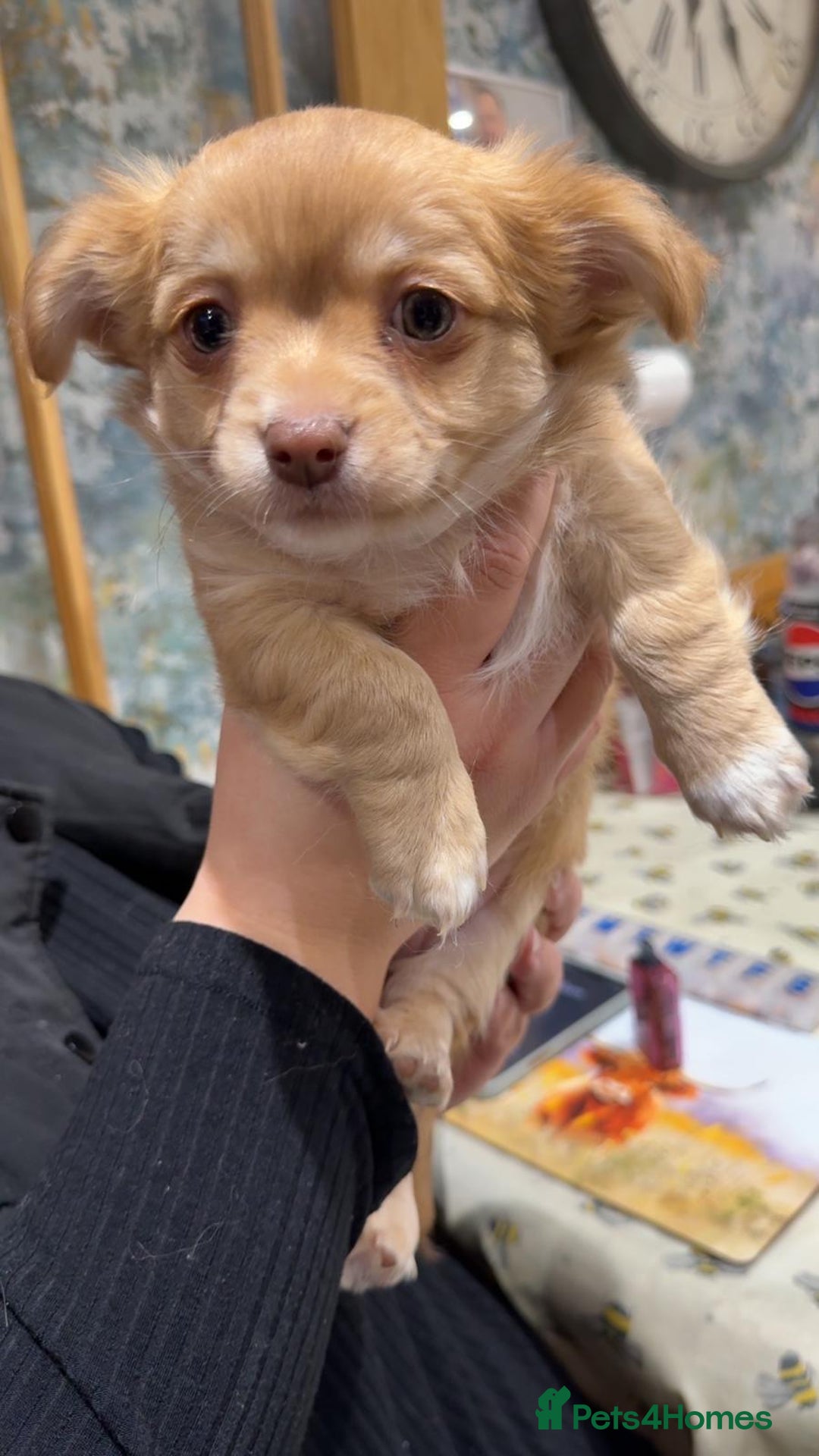 Chihuahua dogs for sale: ***READY NOW*** Long Haired Chihuahua Pups  - Advert 12
