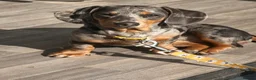 Miniature Dachshund dogs for sale: Stunning rare colours miniature dachshunds  - Advert 10