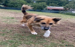 Mixed Breed dogs for adoption: Meet BENNY - a Lovely Boy for a Loving Home - Image 4