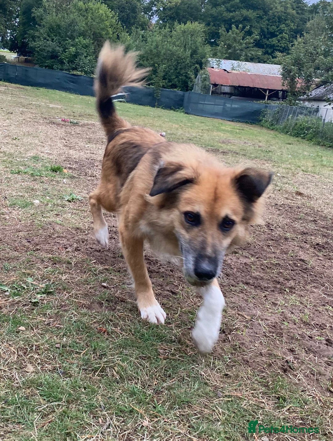 Mixed Breed dogs for adoption: Meet BENNY - a Lovely Boy for a Loving Home - Image 4