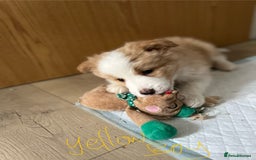 Border Collie dogs for sale: DUE 1st August Border collie Puppies - Image 7
