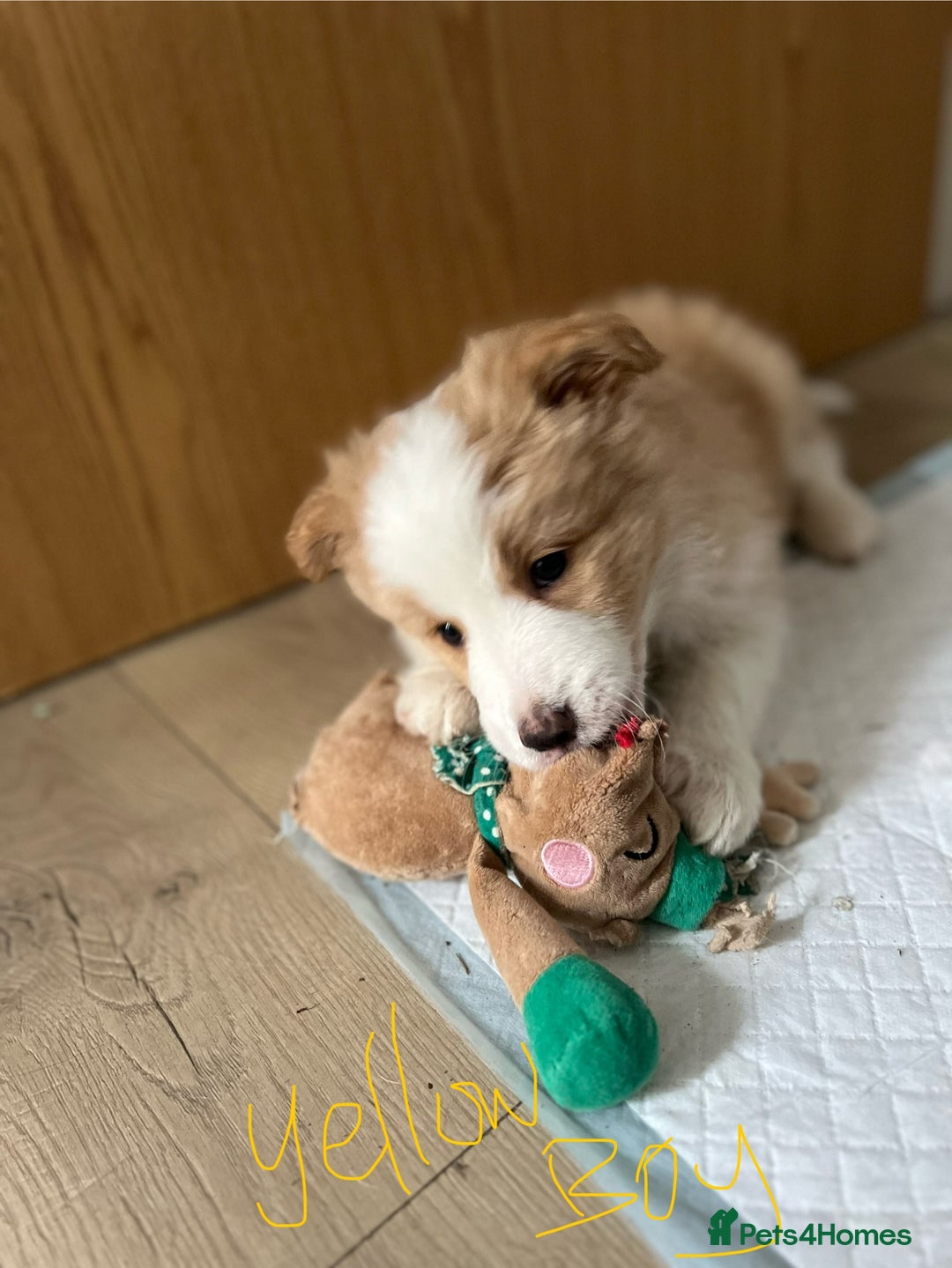 Border Collie dogs for sale: DUE 1st August Border collie Puppies - Image 7