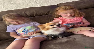 Chihuahua dogs - Advert 4