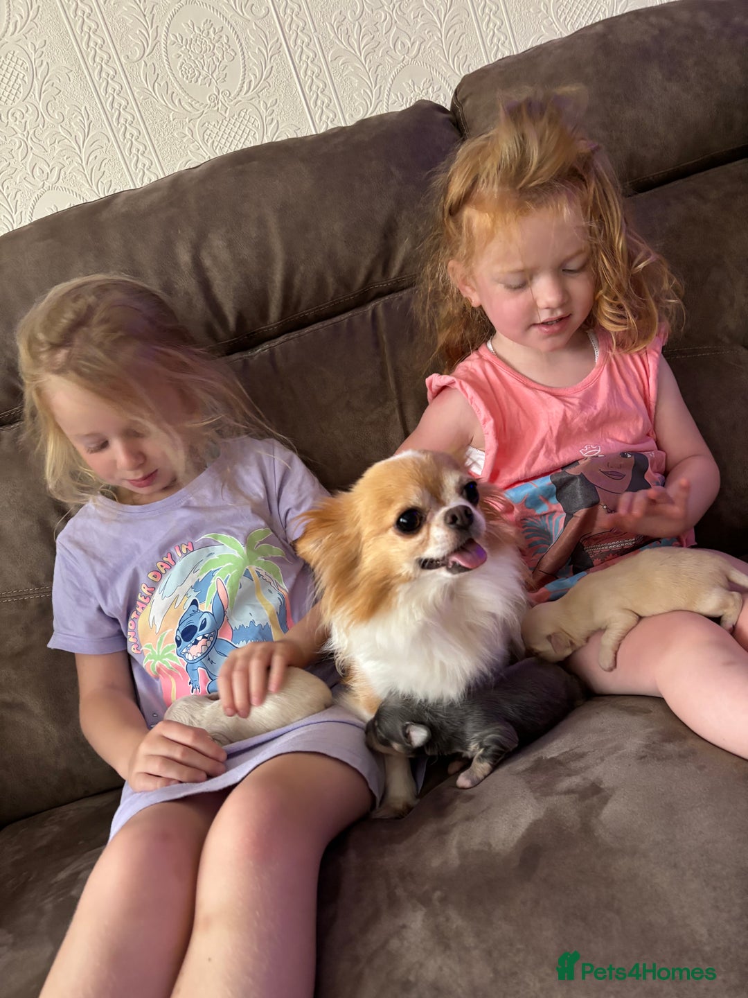 Chihuahua dogs for sale: Long coat chihuahua pups - Image 7