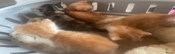 Mixed Breed cats for sale: 3 kittens  in Gateshead - Advert 6