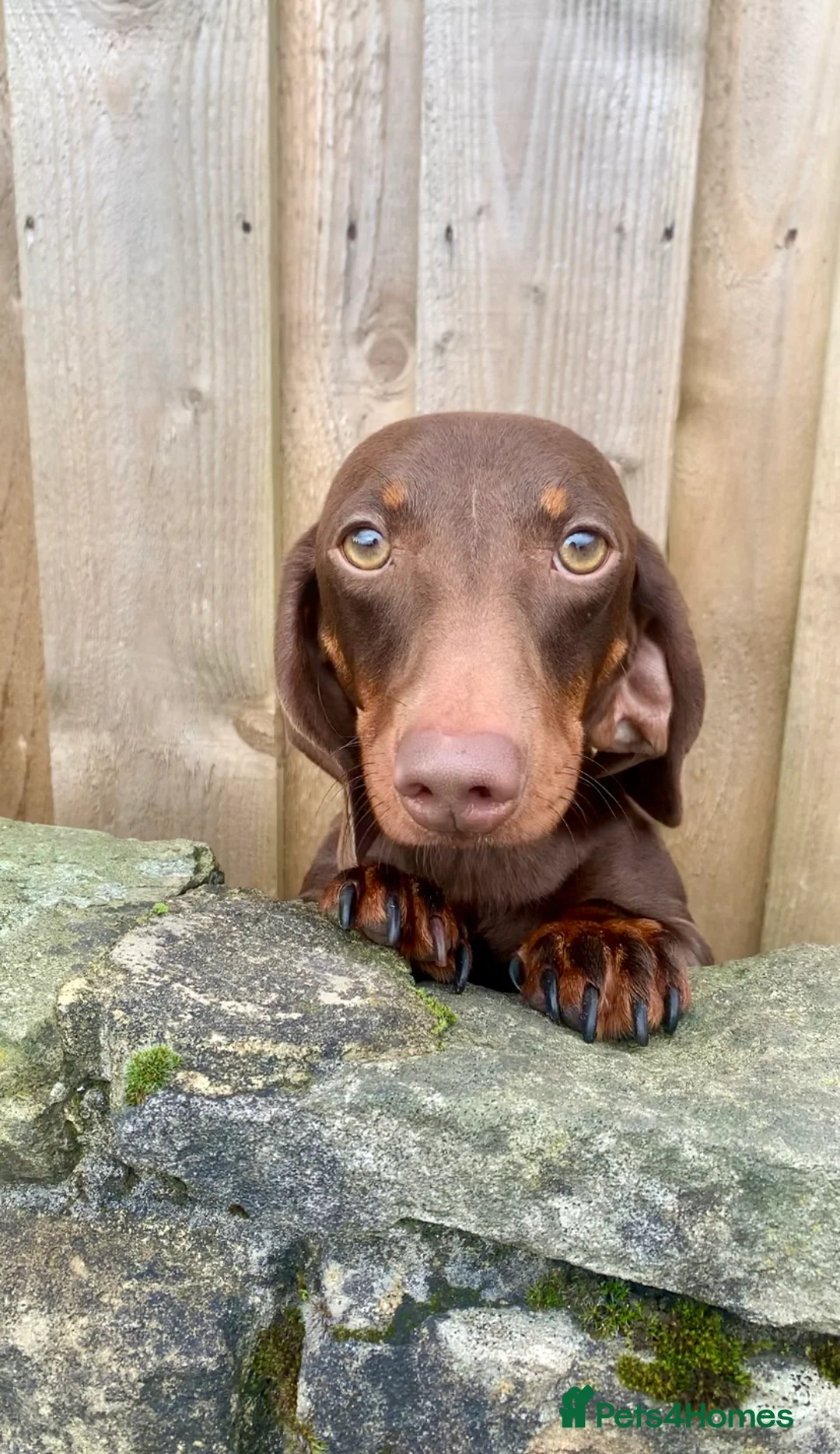 Miniature Dachshund dogs for stud: KC Reg PRA clear Extensively health tested STUD! in Littleborough - Advert 6