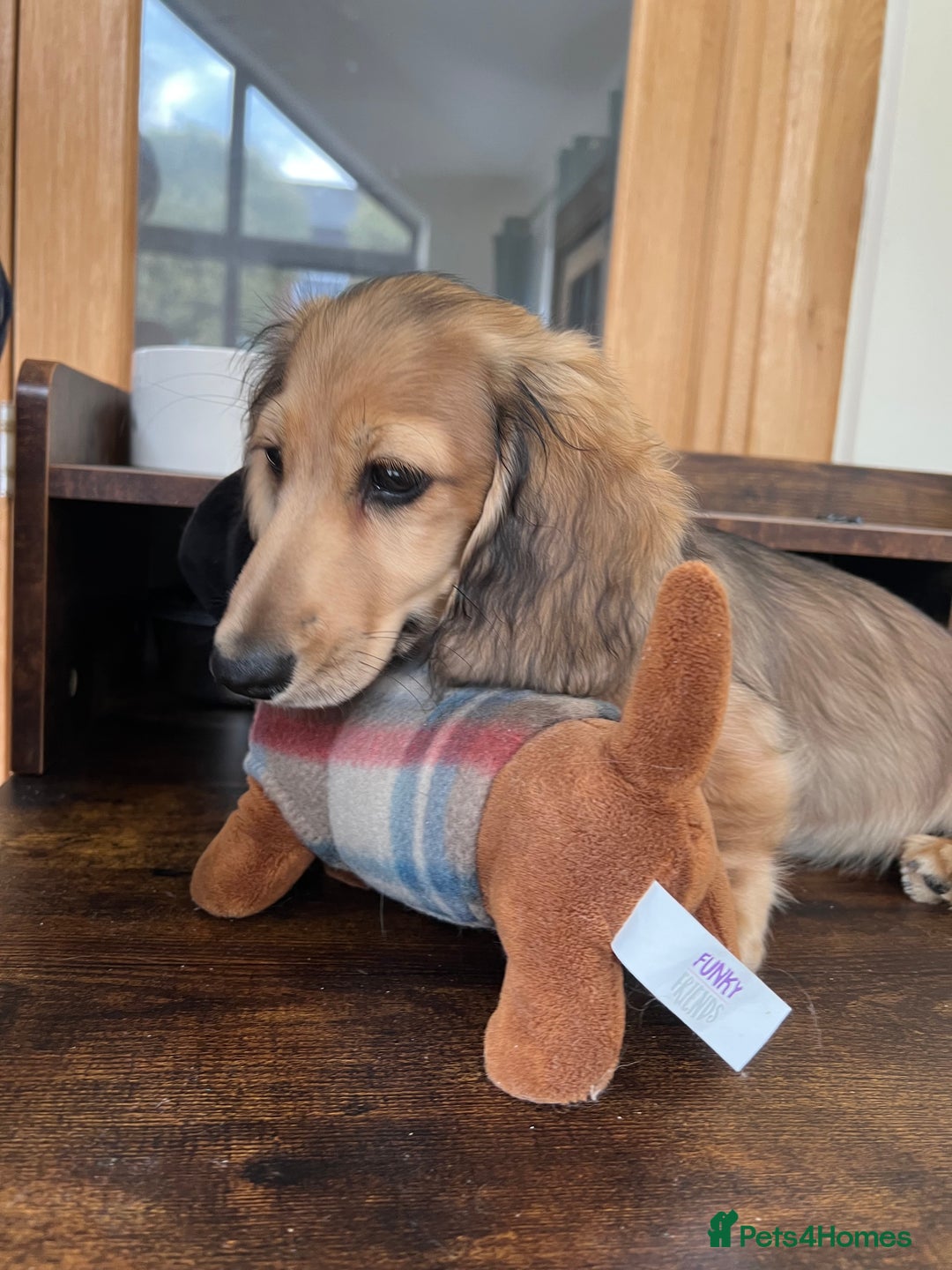 Miniature Dachshund dogs for sale: **KC REG Miniature long haired dachshund puppies** - Image 6