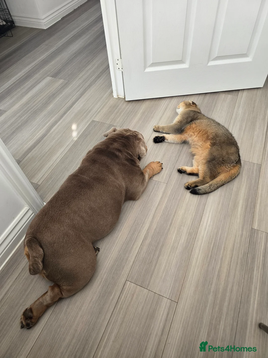 English Bulldog dogs for sale: English bulldog lilac female - Advert 4