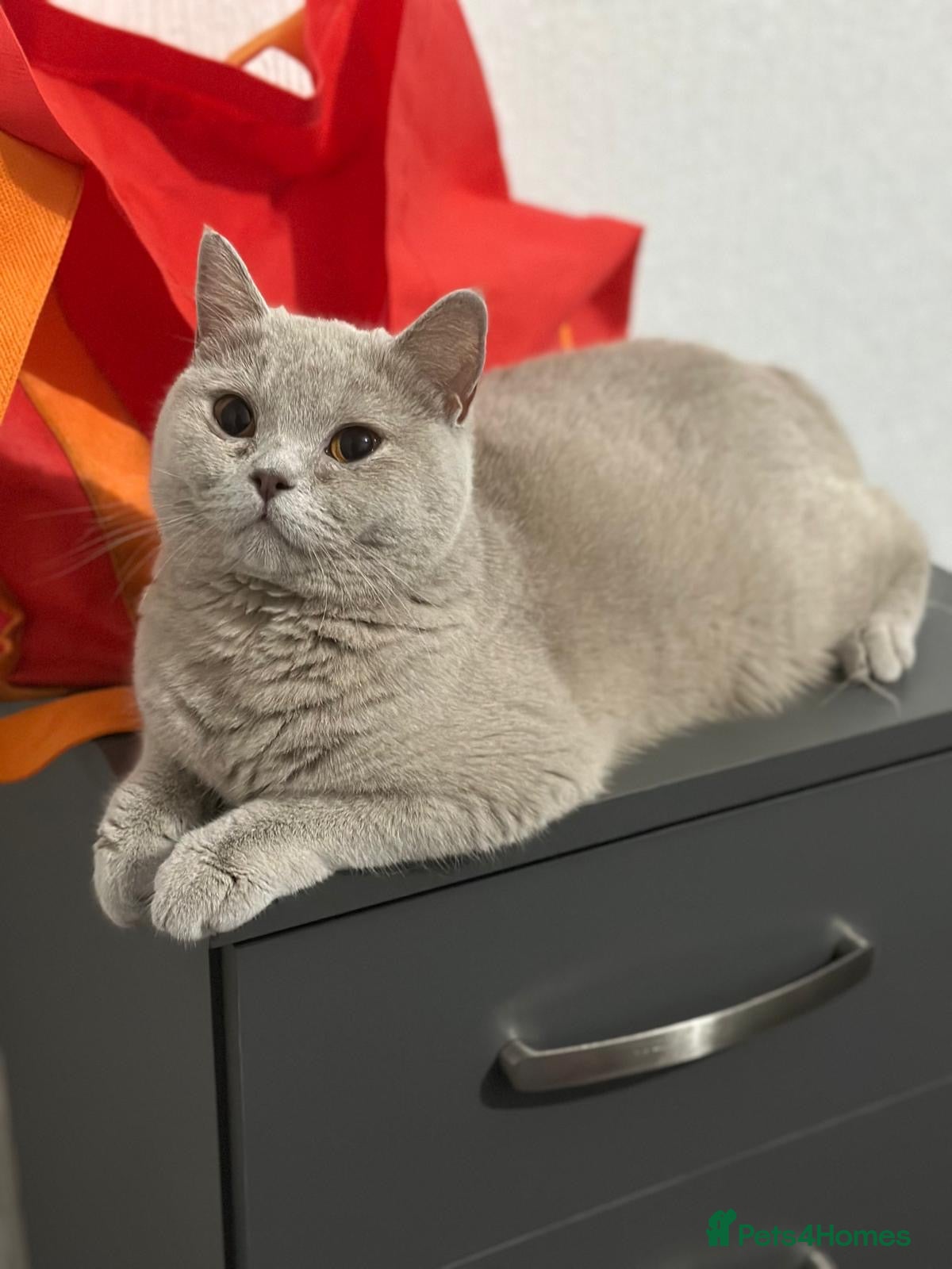 British Shorthair cats British Shorthair lilac female  - Advert 19