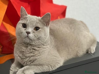British Shorthair cats - Advert 36