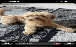 Shihpoo dogs for sale: Adorable Shihpoo puppies 🐾🐕🤍 - Image 2