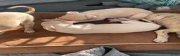 Italian Greyhound dogs for sale: 5 wonderful Wiggy’s licensed breeder  - Advert 36