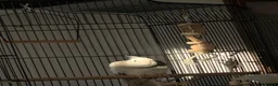 Cockatiels birds for sale: Beautiful beige white and grey cockatiel  - Advert 2