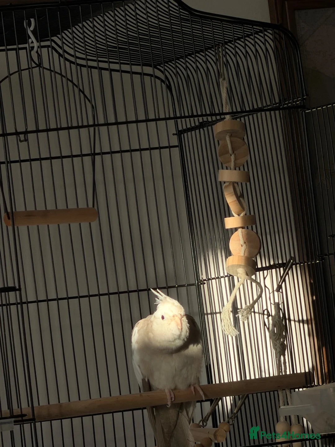 Cockatiels birds for sale: Beautiful beige white and grey cockatiel  - Advert 2