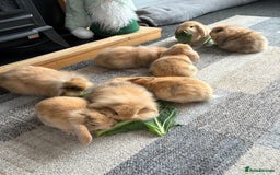 Mini Lion Lop rabbits for sale: Mini lion lop babies  - Image 9