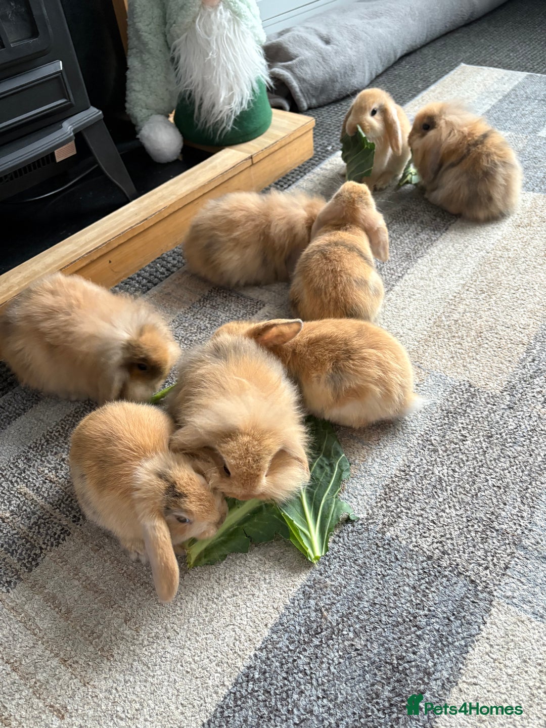 Mini Lion Lop rabbits for sale: Mini lion lop babies  - Image 9