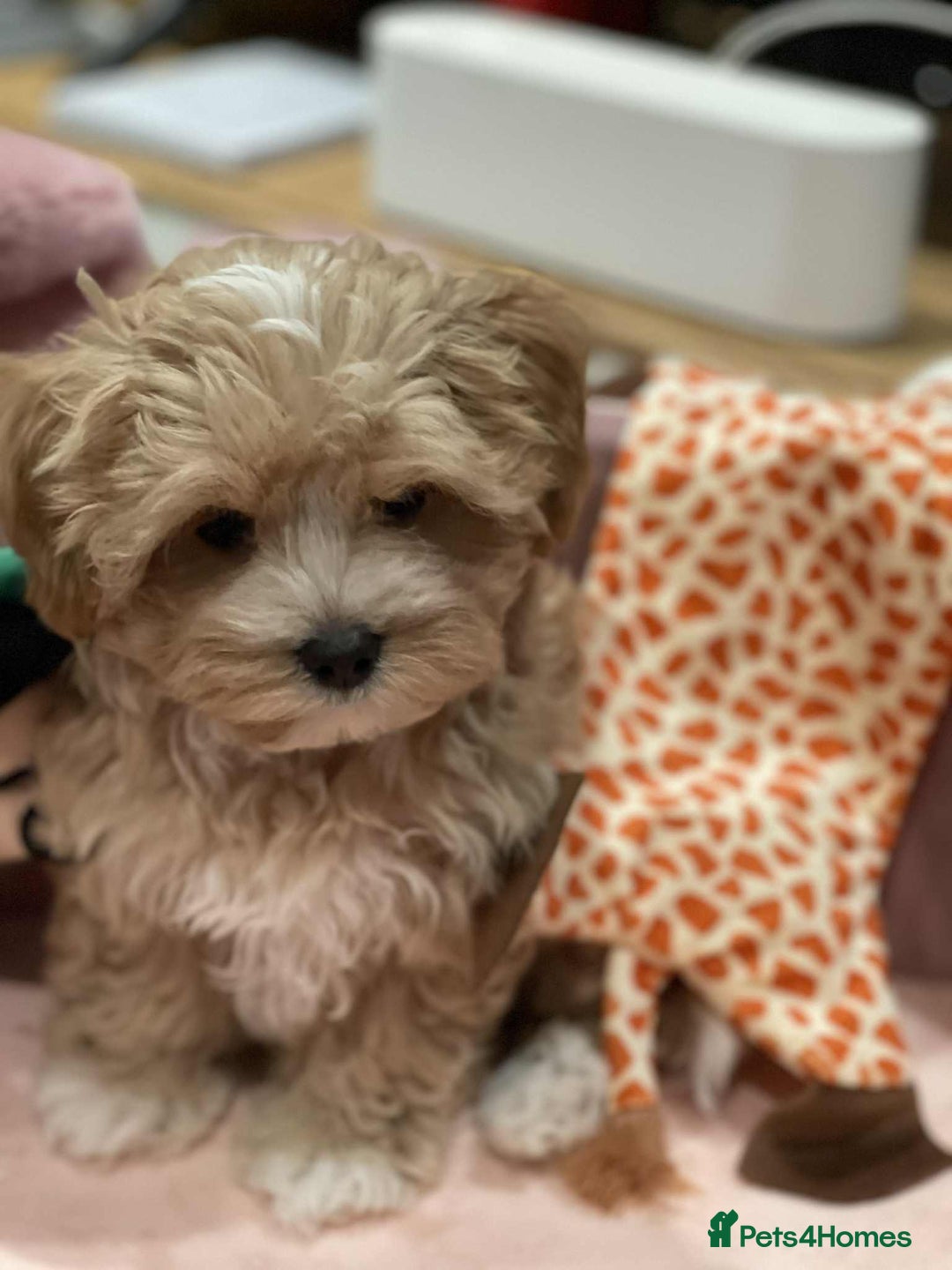 Maltipoo dogs for sale: Maltipoo girl puppy for sale  - Advert 17
