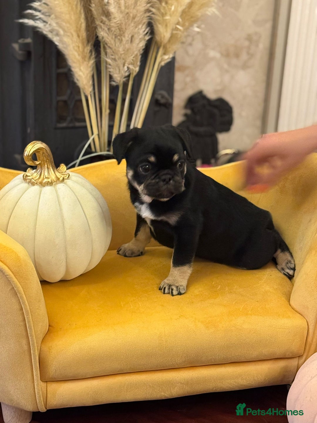 Frug dogs for sale: Frug Puppy **1 left** - Advert 5