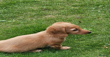 Dachshund dogs - Advert 4