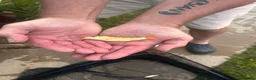 Koi Carp fish for sale: Natural bred Koi  in Felixstowe - Advert 4