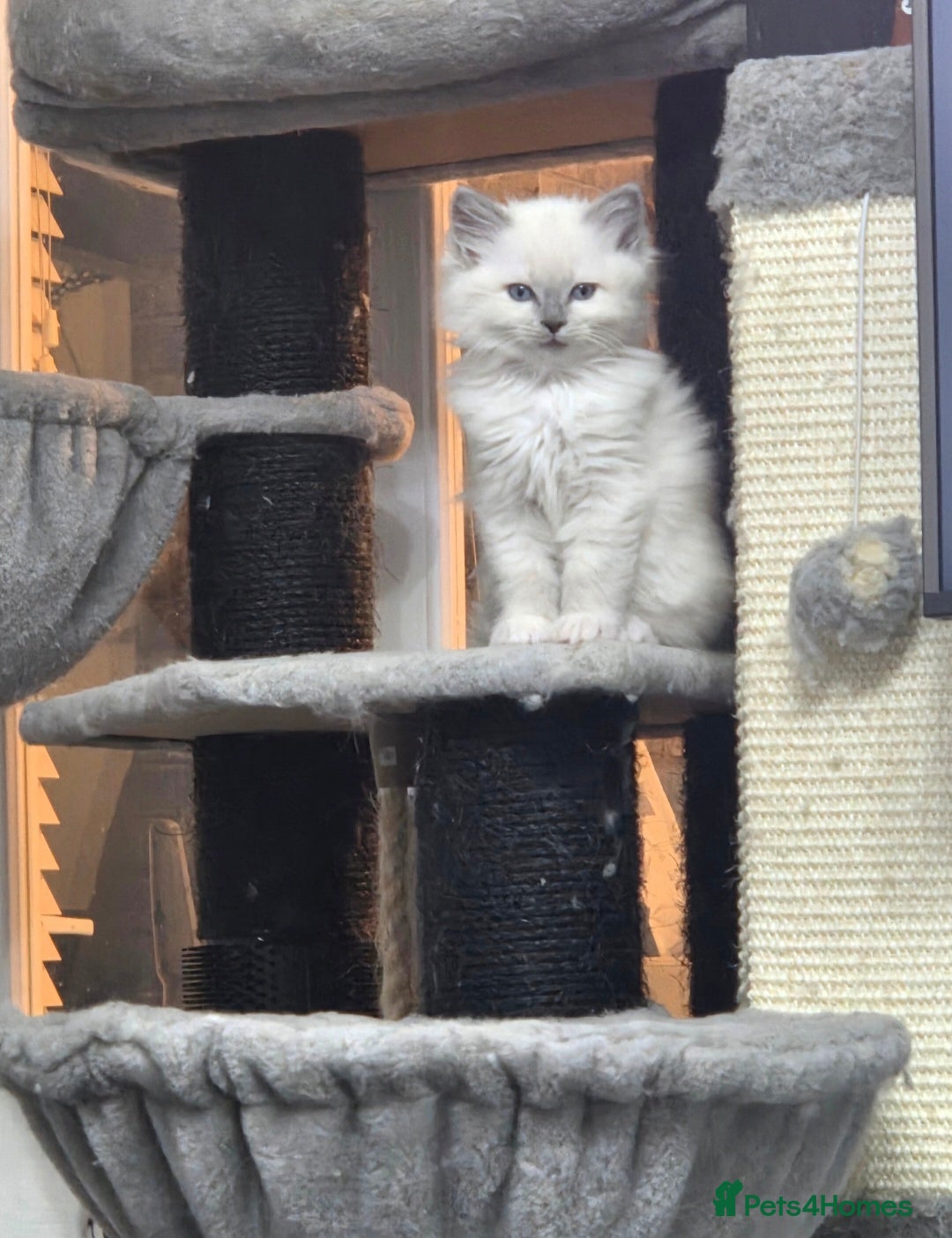 Ragdoll cats for sale: REGISTERED PEDIGREE RAGDOLL KITTENS BLUE  - Advert 13