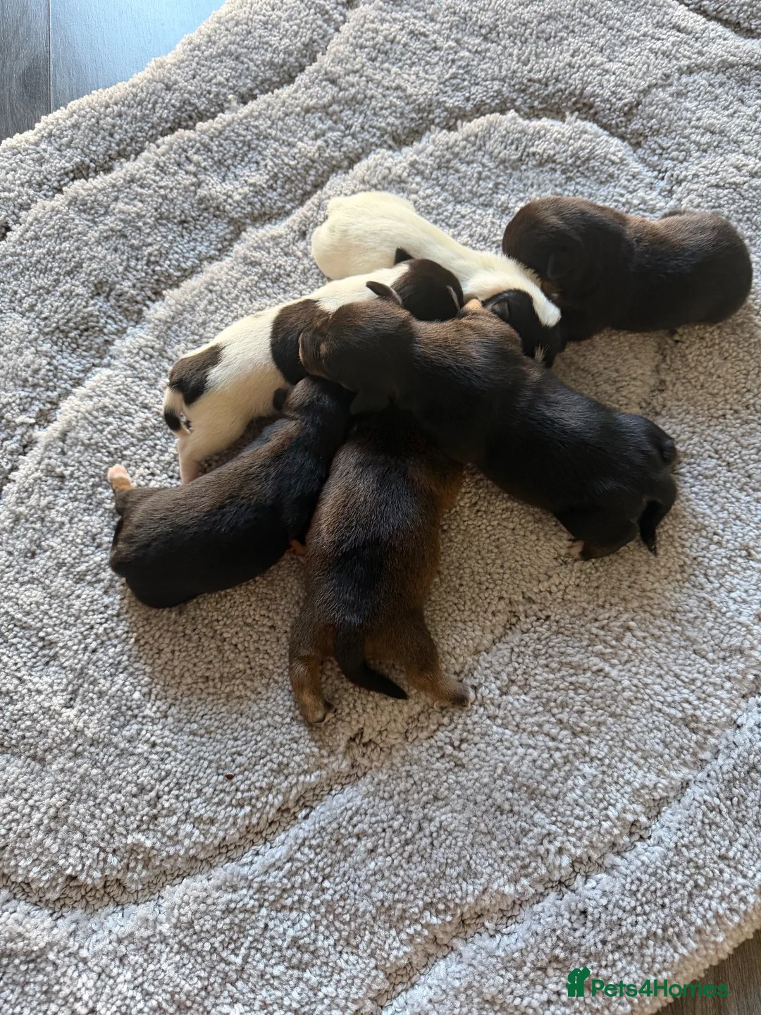 Jack Russell dogs for sale: Jack russel puppy’s  - Advert 2
