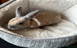 Mixed Breed rabbits for sale: Rabbit  - Image 4