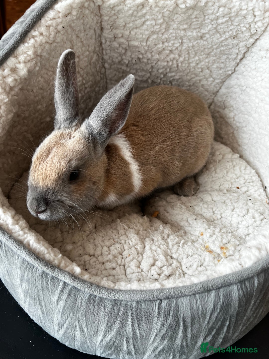 Mixed Breed rabbits for sale: Rabbit  - Image 4