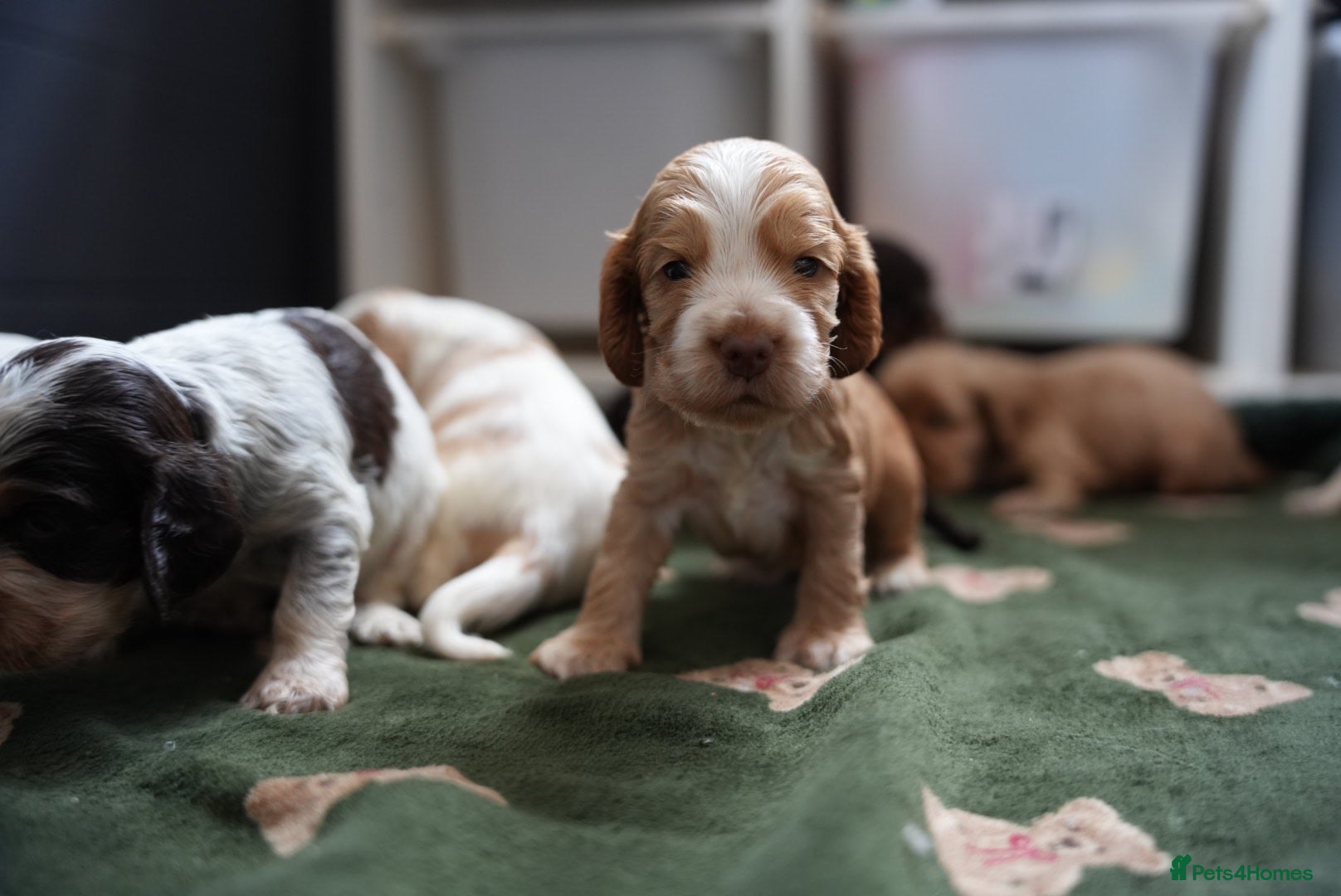Cocker Spaniel dogs Exceptionally well health tested Kc show cockers - Advert 1