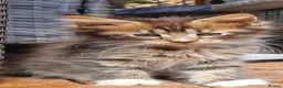 Maine Coon cats for sale: The last MaineCoon female and the last mix female. - Advert 8