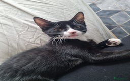 Dwelf cats for sale: 2 sweet kittens  - Image 7