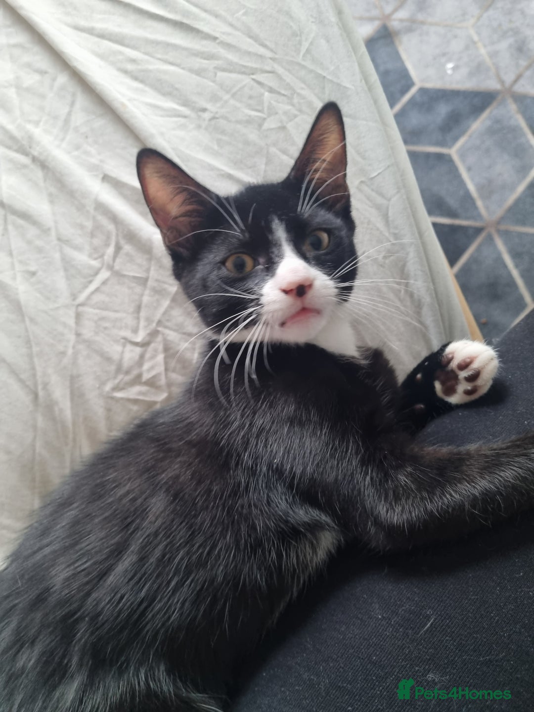 Dwelf cats for sale: 2 sweet kittens  - Image 7