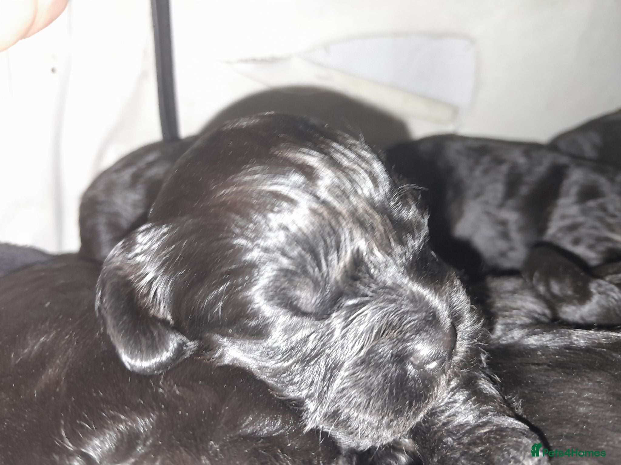 Cavapoo dogs F1 Cavapoo Puppies - Advert 12
