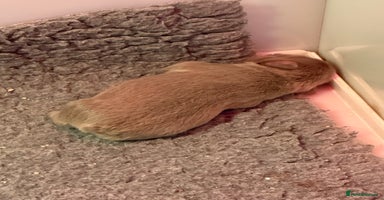 French Bulldog dogs - Advert 9