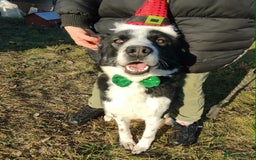 Border Collie dogs for adoption: Misha 2 year old Macedonian rescue  - Advert 1