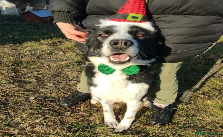 Border Collie dogs Misha 2 year old Macedonian rescue  - Advert 1