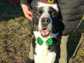 Border Collie dogs Misha 2 year old Macedonian rescue - Advert 1