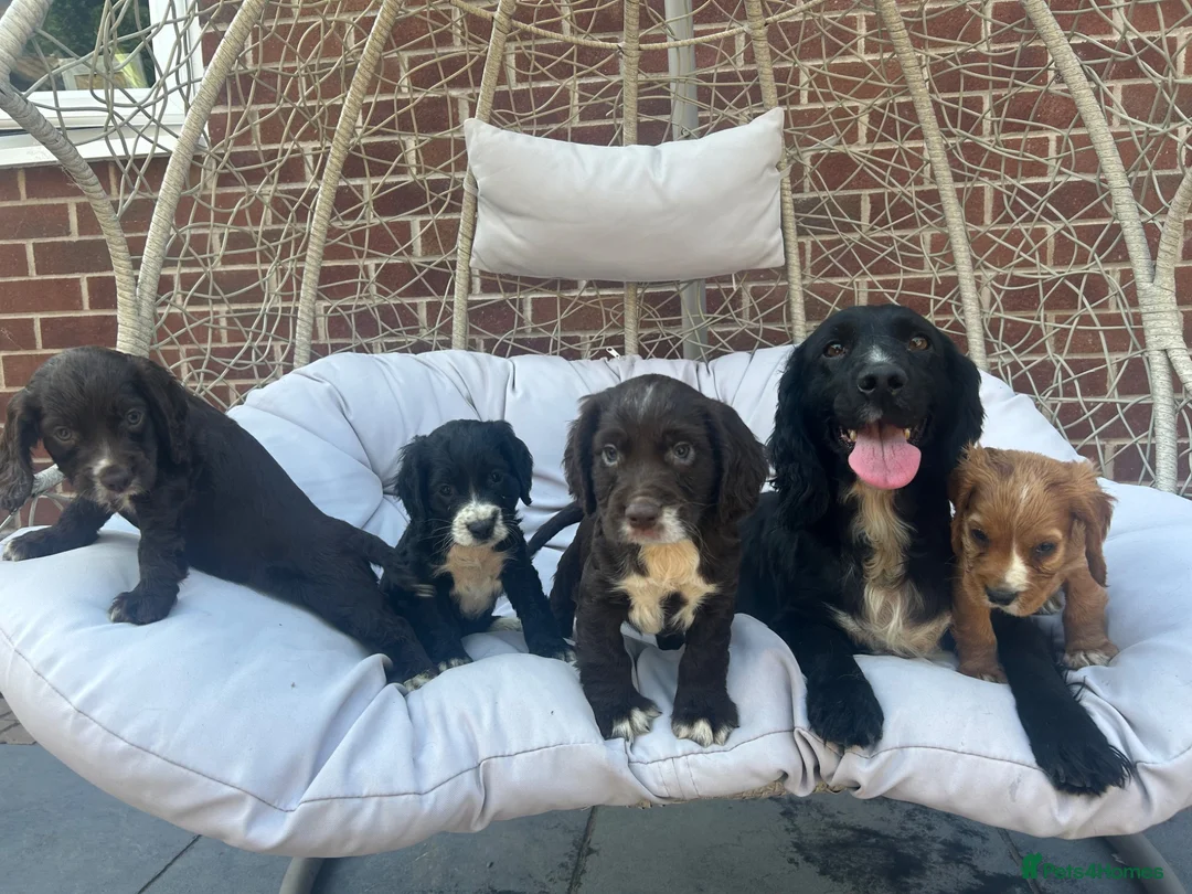 Cocker Spaniel dogs for sale: Working cocker spaniels - Advert 11