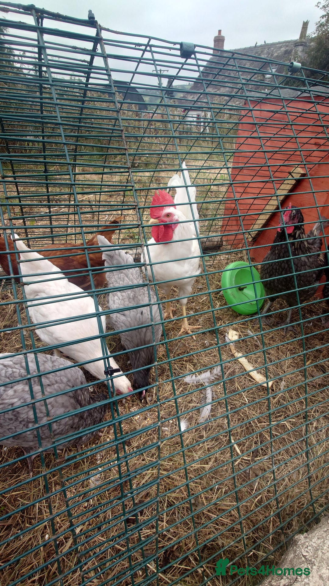 Chickens poultry for sale: x2 White star Cockerels - Image 4