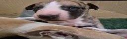 Whippet dogs for sale: Beautiful Whippet puppy's for sale - Advert 2