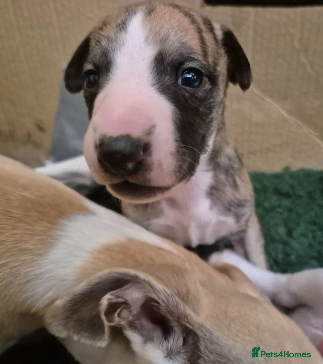 Whippet dogs for sale: Beautiful Whippet puppy's for sale - Advert 2