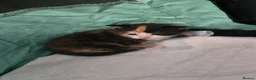 Mixed Breed cats for sale: 2 Female kittens - Advert 7