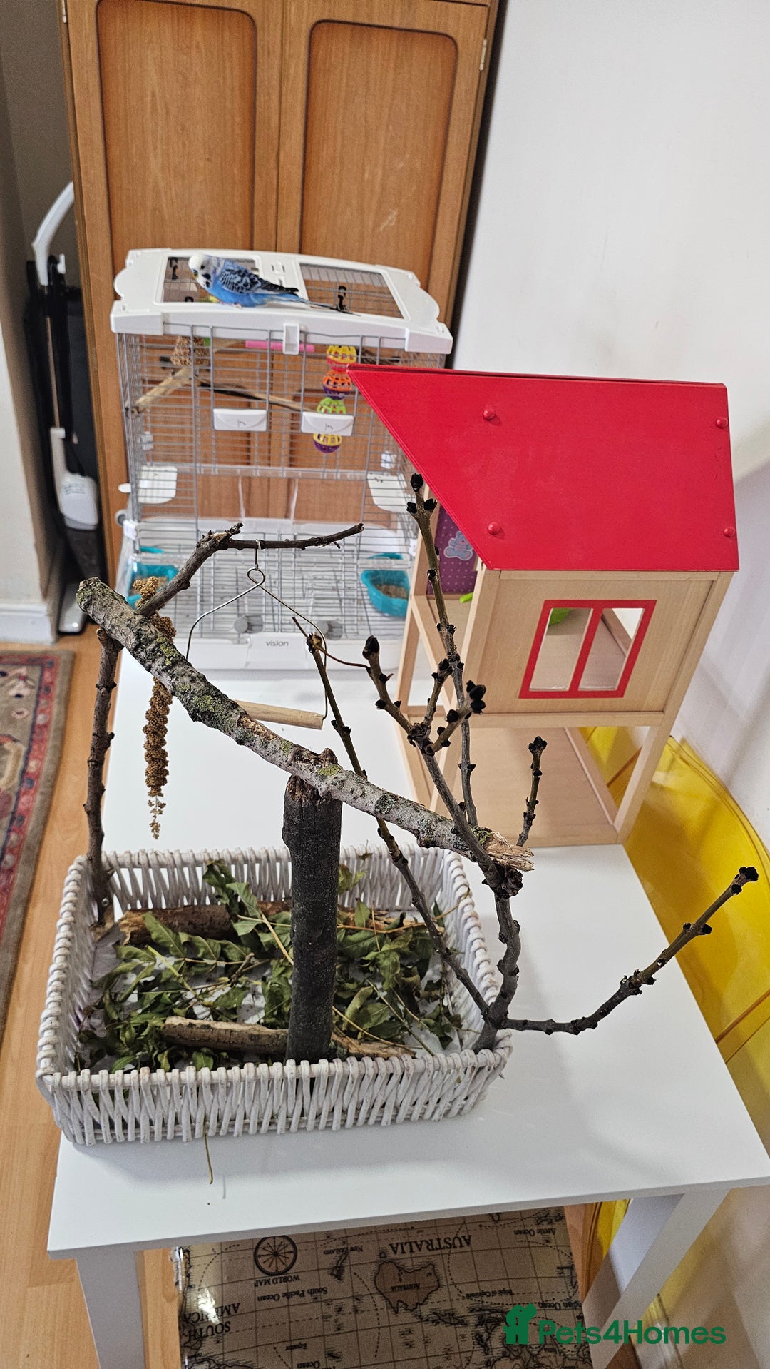 Budgerigars birds for sale: Pair of 2 Young Budgies. Looking for a Loving Home - Image 2