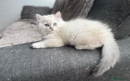 British Longhair cats for sale: Boy white gold and silver 😍 - Image 3