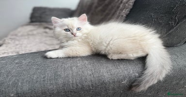 British Longhair cats - Advert 3
