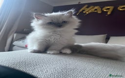 Ragdoll cats for sale: 3 Year Old Beautiful Female Ragdoll  - Image 27