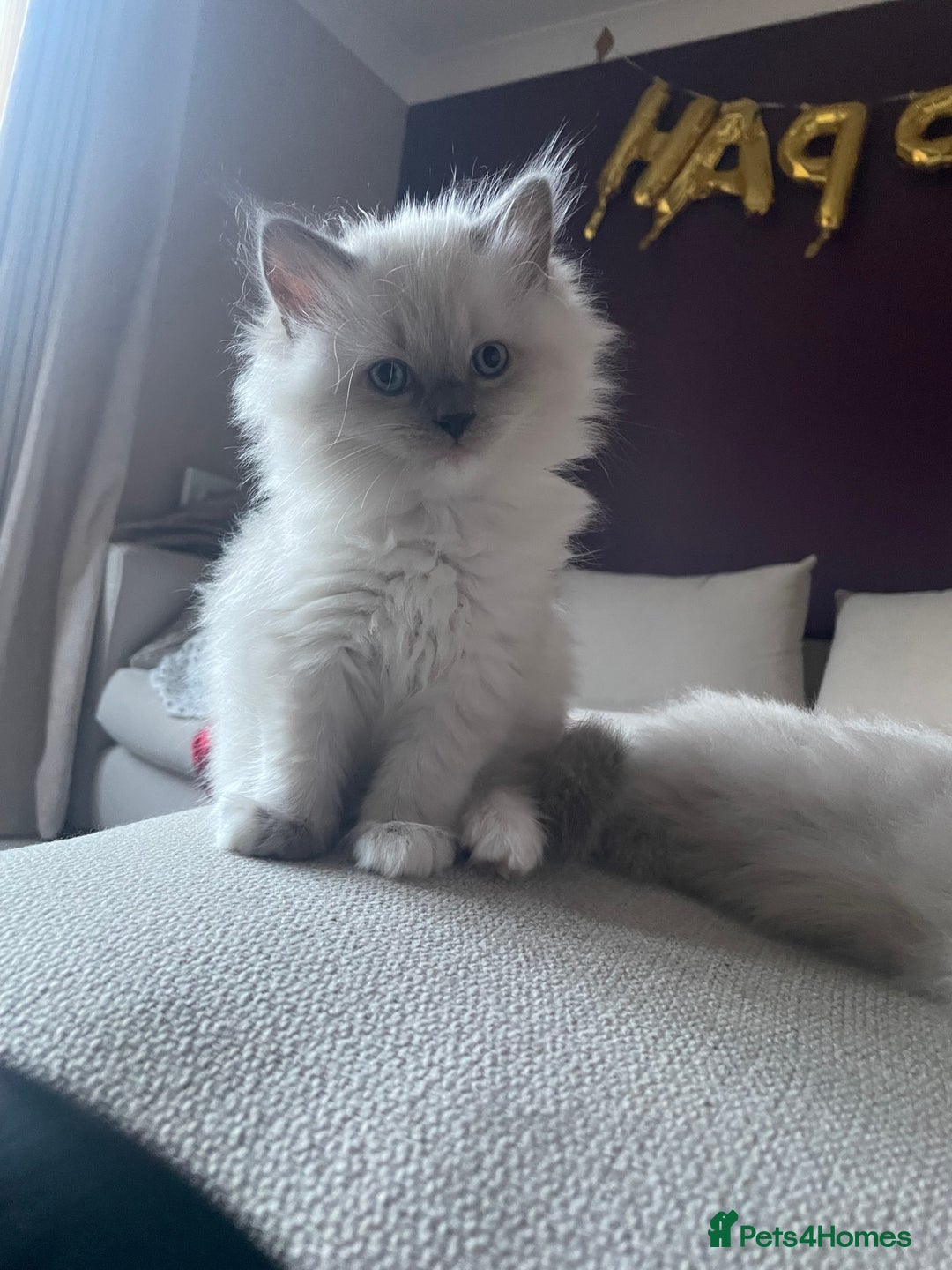 Ragdoll cats for sale: 3 Year Old Beautiful Female Ragdoll  - Image 27