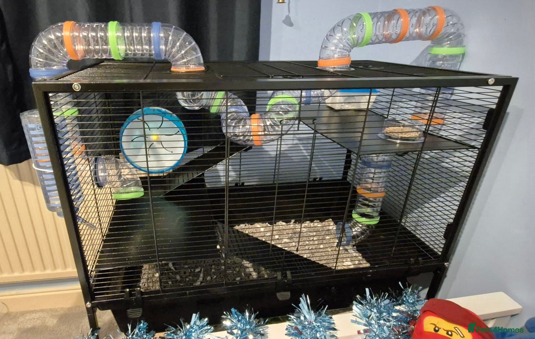 Rat rodents for sale: 2 males rats and set up  - Advert 3